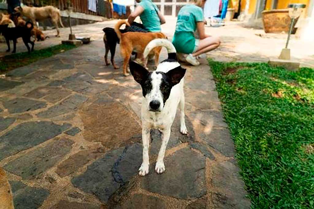 "Echa una pata" ayuda a los perros abandonados