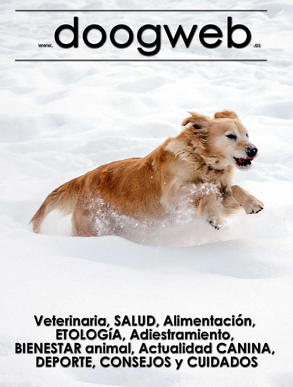 Revista gratis doogweb nº 99, diciembre 2020