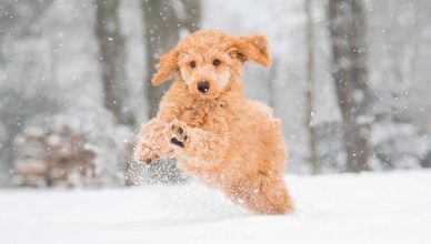 Consejos veterinarios para cuidar de las mascotas ante el temporal de frío.