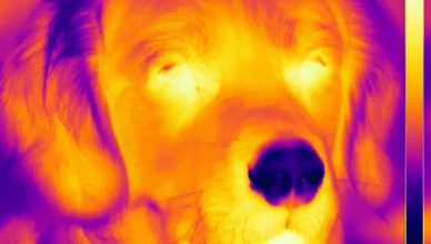 La nariz de los perros... ¡puede detectar el calor!