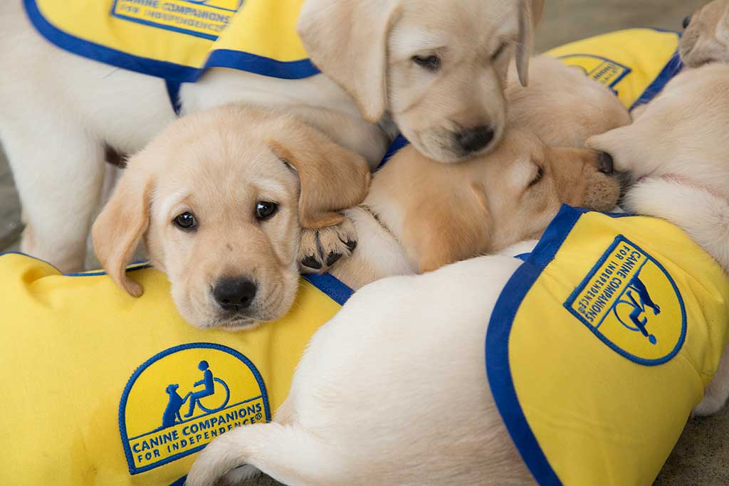 Características cognitivas en cachorros de perro de asistencia de 8 a 10 semanas de edad.