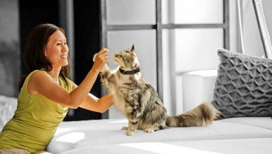 Día Mundial del Gato: Cinco ideas para jugar con gatos y celebrar su día.