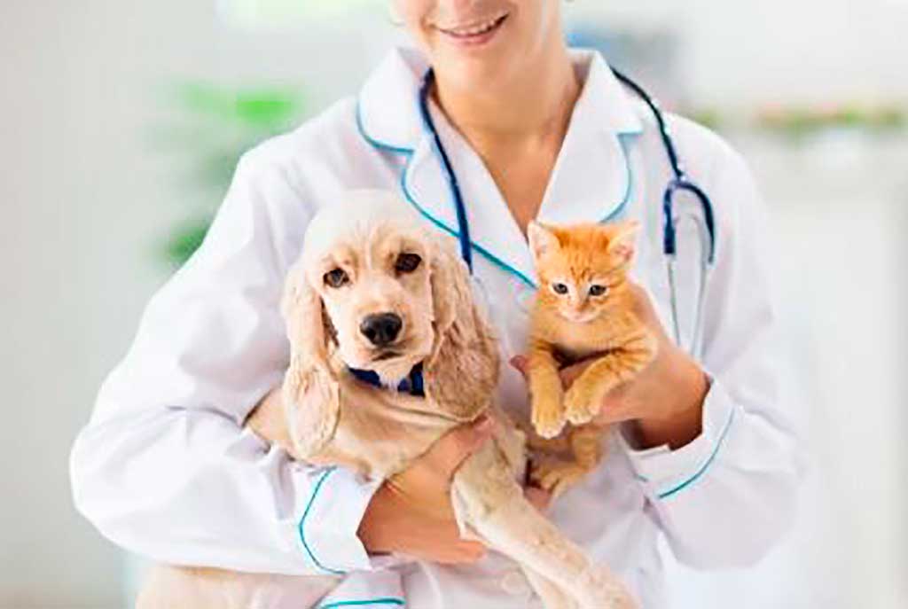La imprescindible vacunación de perros y gatos.