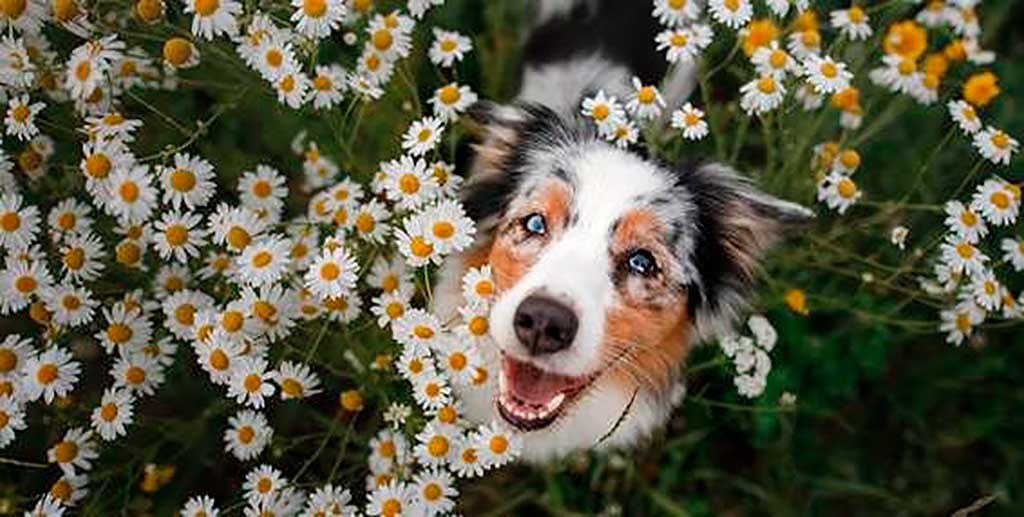 Consejos para disfrutar con tu perro de la primavera.