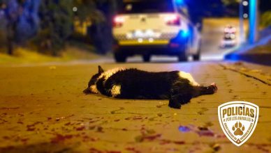 El Ministerio de Justicia está trabajando en la reforma de la Ley de Enjuiciamiento Criminal (LECrim), una ley que también es muy importante para las Fuerzas y Cuerpos de Seguridad y Agentes Medioambientales desde el punto de vista de la investigación de los delitos contra los animales, ya que cada vez son más las intervenciones policiales en estas situaciones.