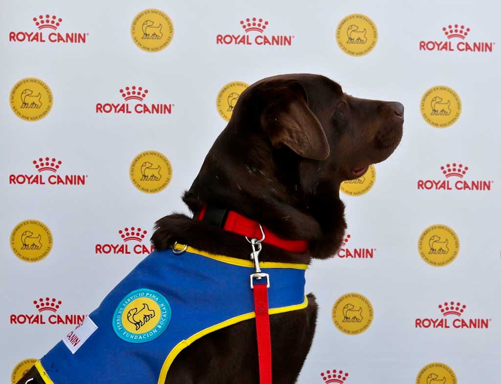 Royal Canin colabora con la Fundación Bocalán.