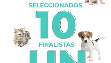 Dinbeat busca a la clínica veterinaria más "pet centric" de España.