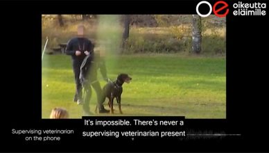 Cancelados todos los deportes con perros de protección en Finlandia.