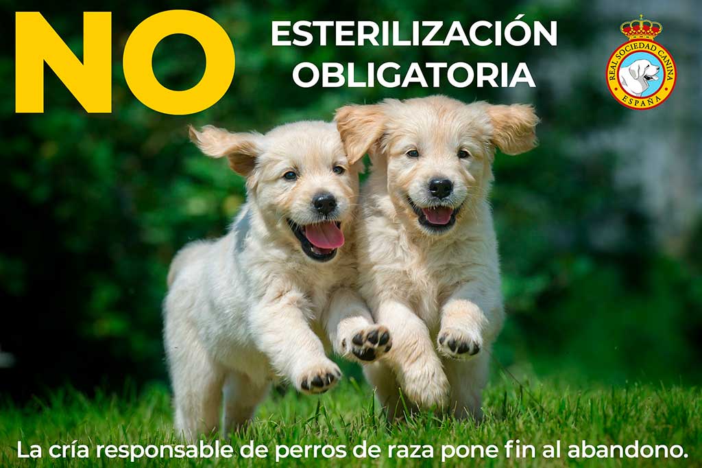 Esterilización obligatoria de los perros y gatos ¿es ética?.