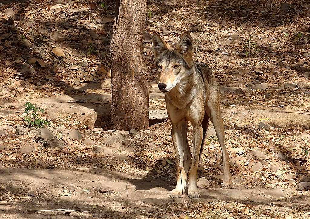 Acerca del repertorio vocal armónico del lobo indio (Canis lupus pallipes)