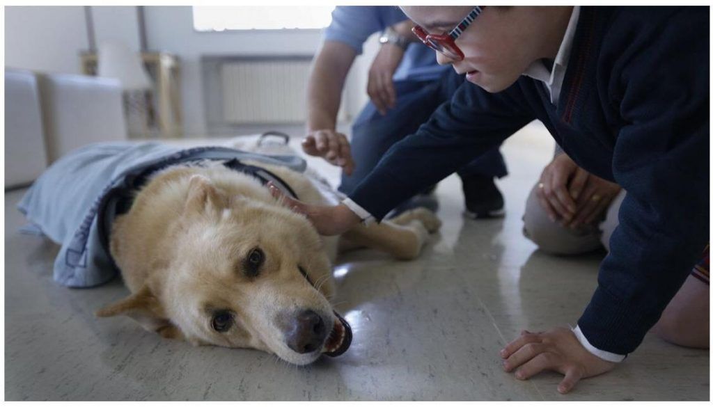 Perros detectores de diabetes, proyecto en marcha en A Coruña.