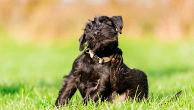 Consejos veterinarios para prevenir y tratar las alergias ambientales en las mascotas.