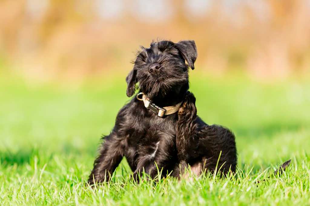 Consejos veterinarios para prevenir y tratar las alergias ambientales en las mascotas.