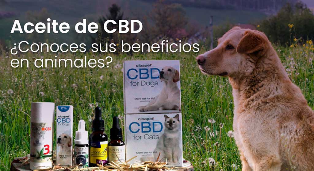 Aceite de CBD en perros: ¿para qué sirve?