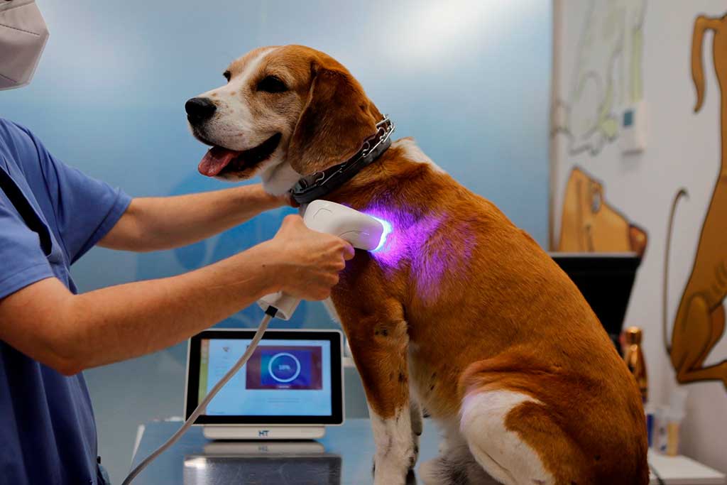 HTVet: Llega a España la primera herramienta de imagen no invasiva para la detección del cáncer en perros y gatos