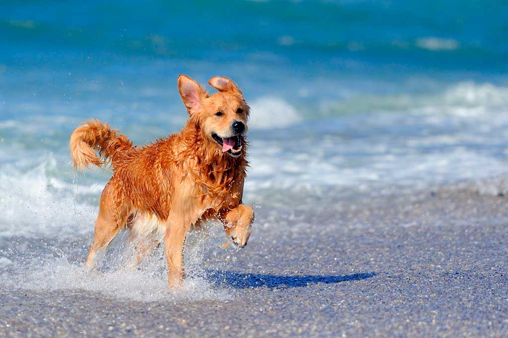 7 consejos para un día de playa con tu perro.