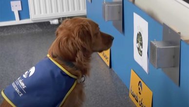 ¿Confiarías en un perro detector de covid para entrar en una residencia?