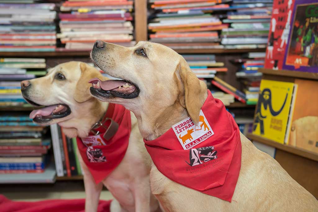 Perros y Letras, perros que enseñan a leer.
