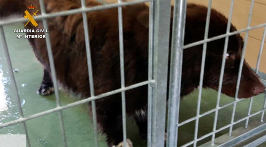 Perros muertos y maltratados en una residencia canina ilegal en Navalcarnero.
