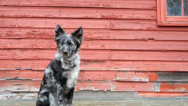 El Mudi se une al Grupo de perros de pastoreo, y es un perro de granja de tamaño mediano, versátil y polivalente de Hungría. La raza es valiente y útil para trabajar con ganado. Es leal y protector de la propiedad y los miembros de la familia.
