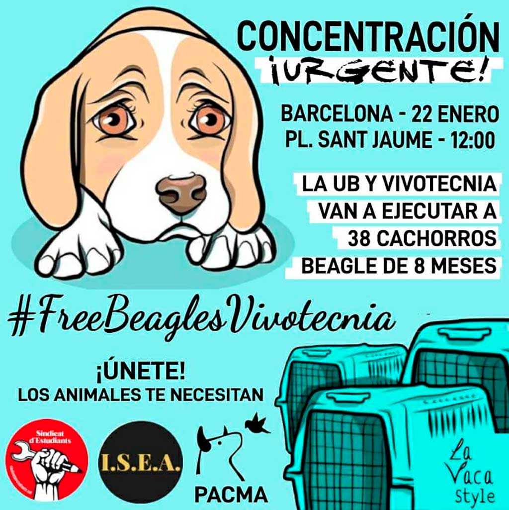 Concentración en BCN para exigir la liberación de los beagles del laboratorio Vivotecnia
