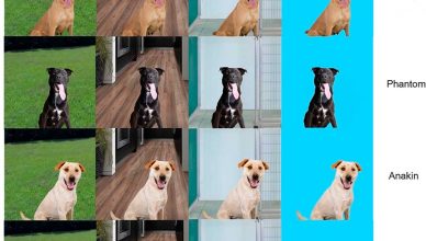 Marketing fotográfico para promover la adopción de perros ¿funciona?