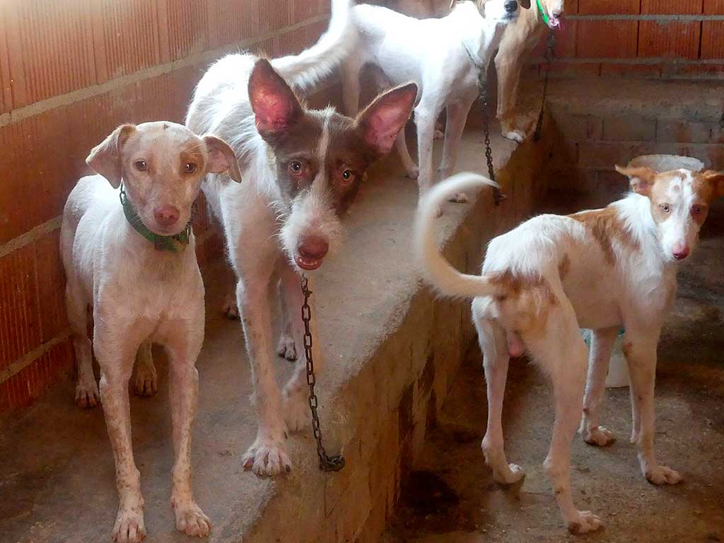 Anteproyecto de Ley de Protección Animal discrimina y no protege a los perros de caza.