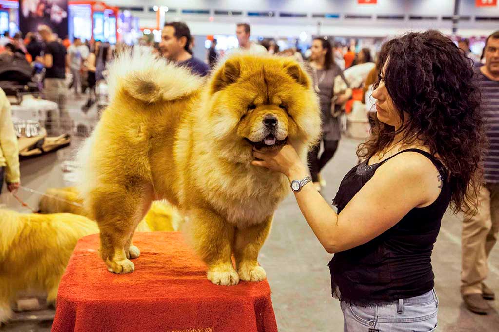 Más de 15.000 perros se darán cita en junio durante la Exposición Mundial Canina de Madrid.
