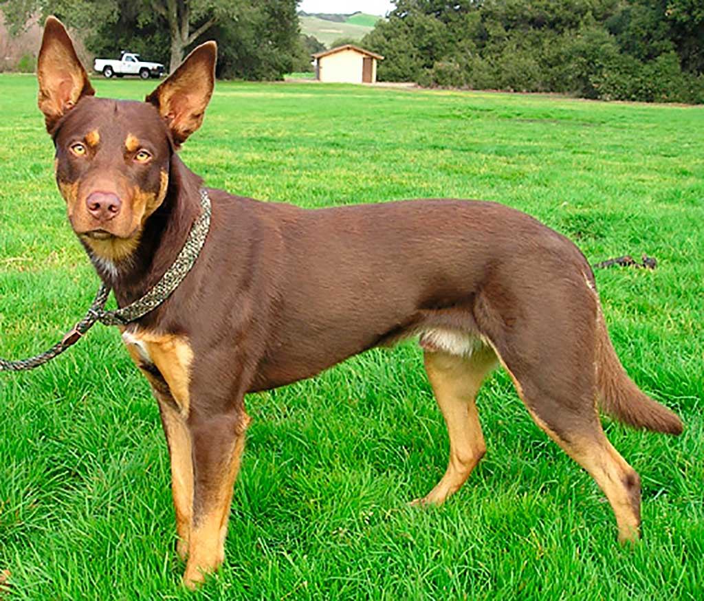 Evaluación de los rasgos de personalidad en perros de pastoreo (kelpies)