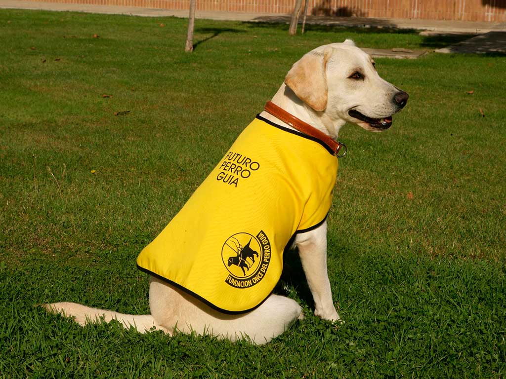Royal Canin y la Fundación ONCE del Perro Guía continuarán colaborando durante 2022.