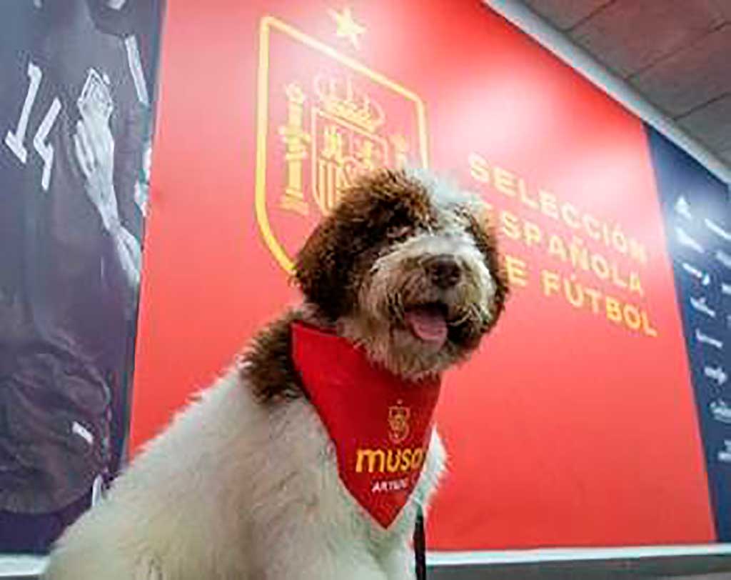 Musa, el nuevo fichaje de “La Roja”, en el World Dog Show