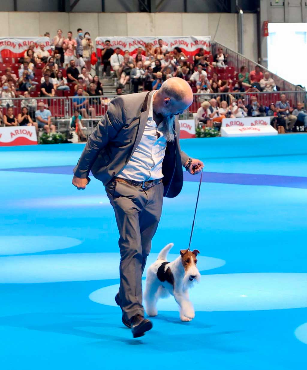 Y el mejor perro del mundo en World Dog Show de Madrid es...