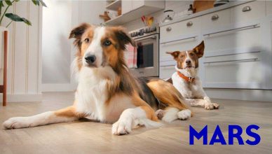 Mars Petcare lanza una herramienta para medir la salud y el bienestar de los perros.