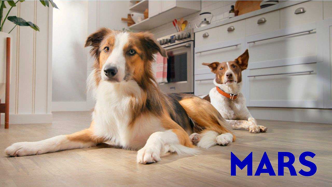 Mars Petcare lanza una herramienta para medir la salud y el bienestar de los perros.