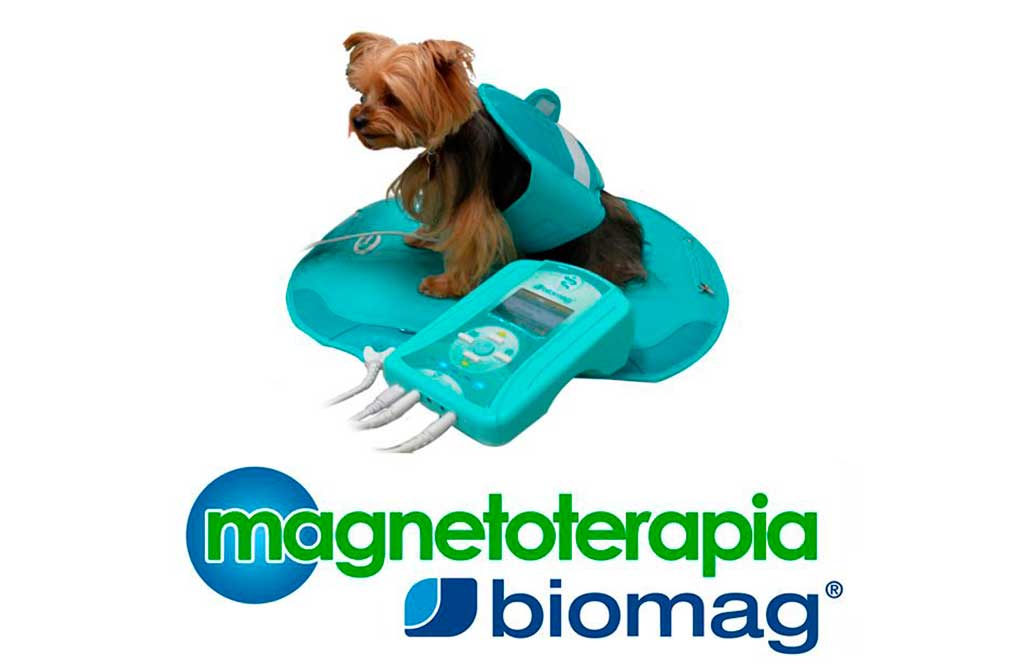 Magnetoterapia Biomag explica qué es y cómo funciona la magnetoterapia veterinaria.