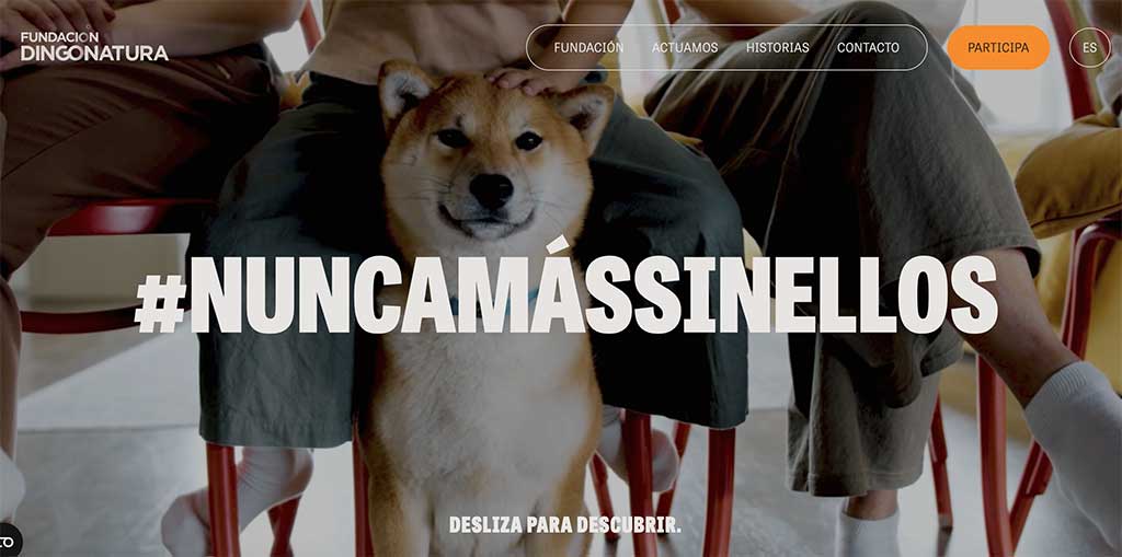 Fundación Dingonatura estrena su nueva web para proteger a los animales de compañía