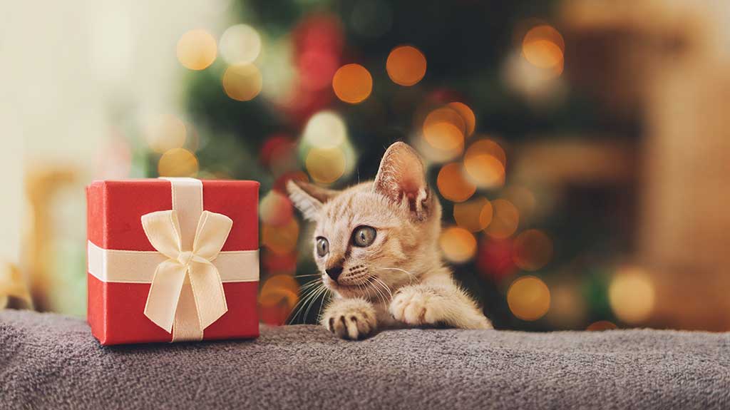 Ideas originales para regalar a tu gato o perro.