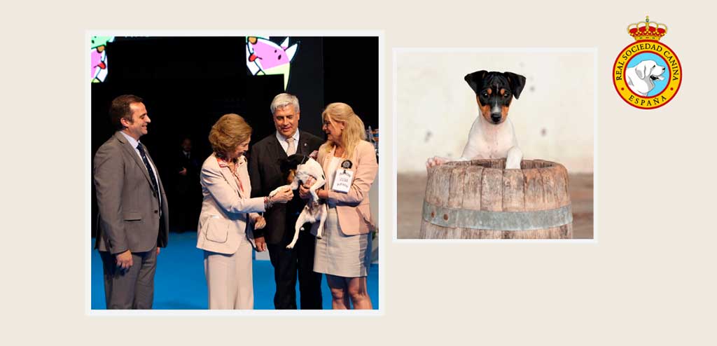 La Real Sociedad Canina de España hace balance del 2022, un año marcado por la World Dog Show y la Ley de Bienestar Animal.