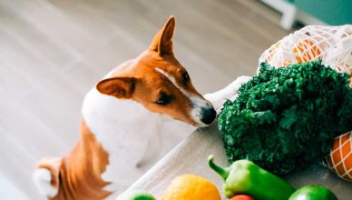 Frutas y verduras que son buenas para perros y gatos (y las que no).