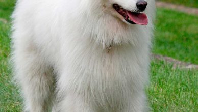 El Kennel Club británico aprueba dos nuevos tests de ADN para perros de la raza samoyedo.