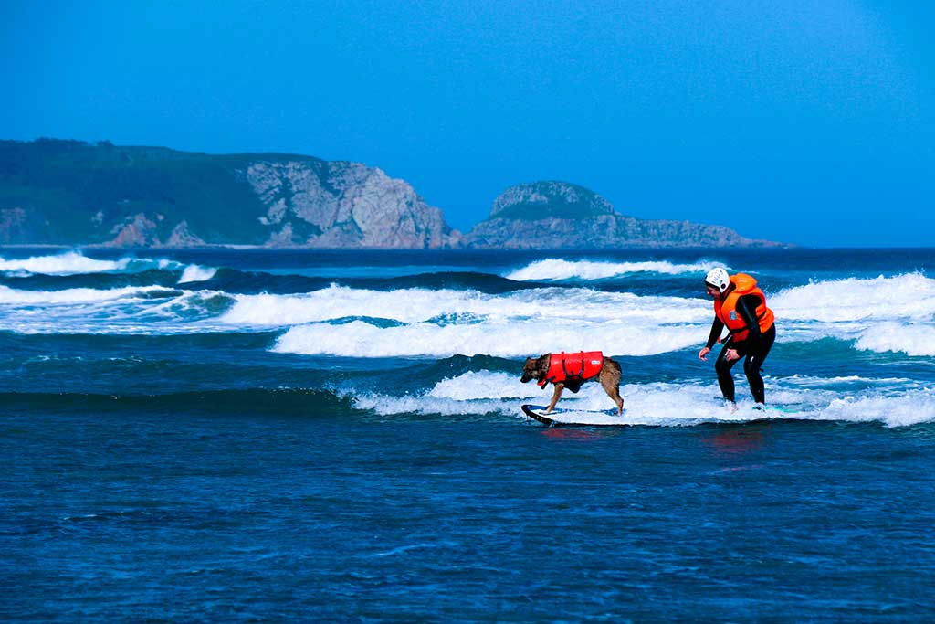 Campeonato de Europa Dingonatura Surf Dog se celebrará el 20 y 21 de mayo.