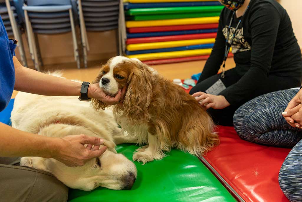 Eficacia de terapias asistidas con perros en menores de edad con enfermedad mental.