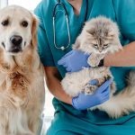 Pros y contras de la esterilización en perros y gatos.