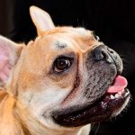 El bulldog francés relega al labrador retriever al segundo puesto, después de 31 años como el perro más popular de América.