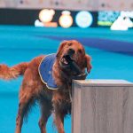 Más de 3.000 perros diarios, entre los participantes en los rings de la Real Sociedad Canina de España, los de protectoras, y los de asistencia.