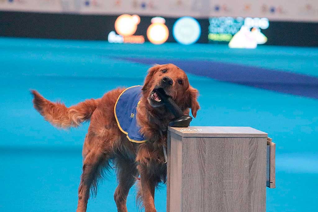 Más de 3.000 perros diarios, entre los participantes en los rings de la Real Sociedad Canina de España, los de protectoras, y los de asistencia.