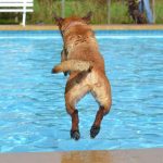 Perros más seguros en las piscinas: el entrenamiento puede ser la clave.