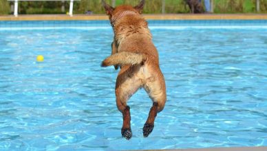 Perros más seguros en las piscinas: el entrenamiento puede ser la clave.