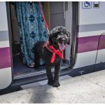 Purina y RENFE amplían el alcance del Proyecto Mascotas, a partir del cual se podrá viajar con mascotas hasta 10kg en los trenes Avlo de alta velocidad.