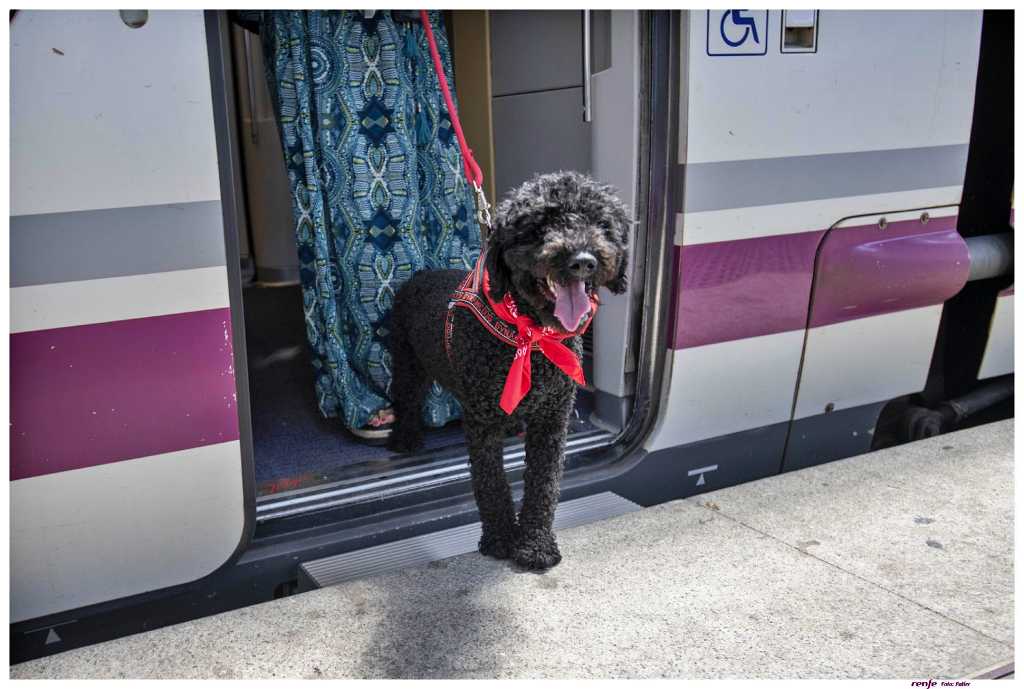 Purina y RENFE amplían el alcance del Proyecto Mascotas, a partir del cual se podrá viajar con mascotas hasta 10kg en los trenes Avlo de alta velocidad.